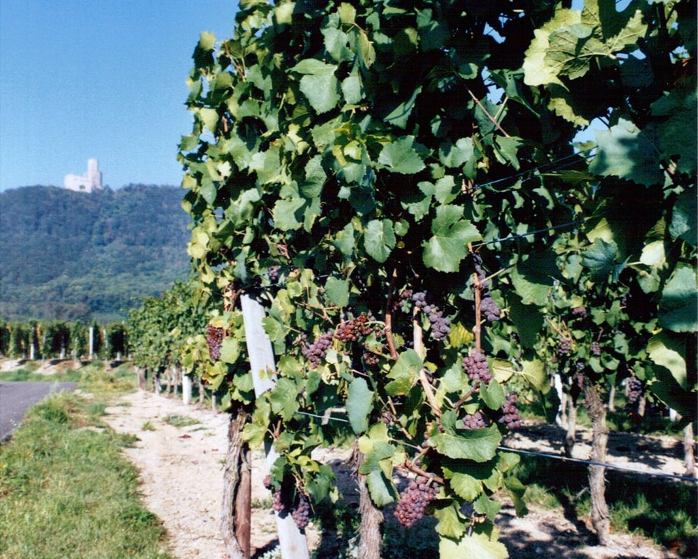 Vendanges 2025