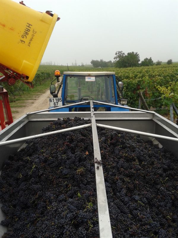 Vendanges 2025