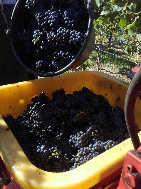 Vendanges 2025